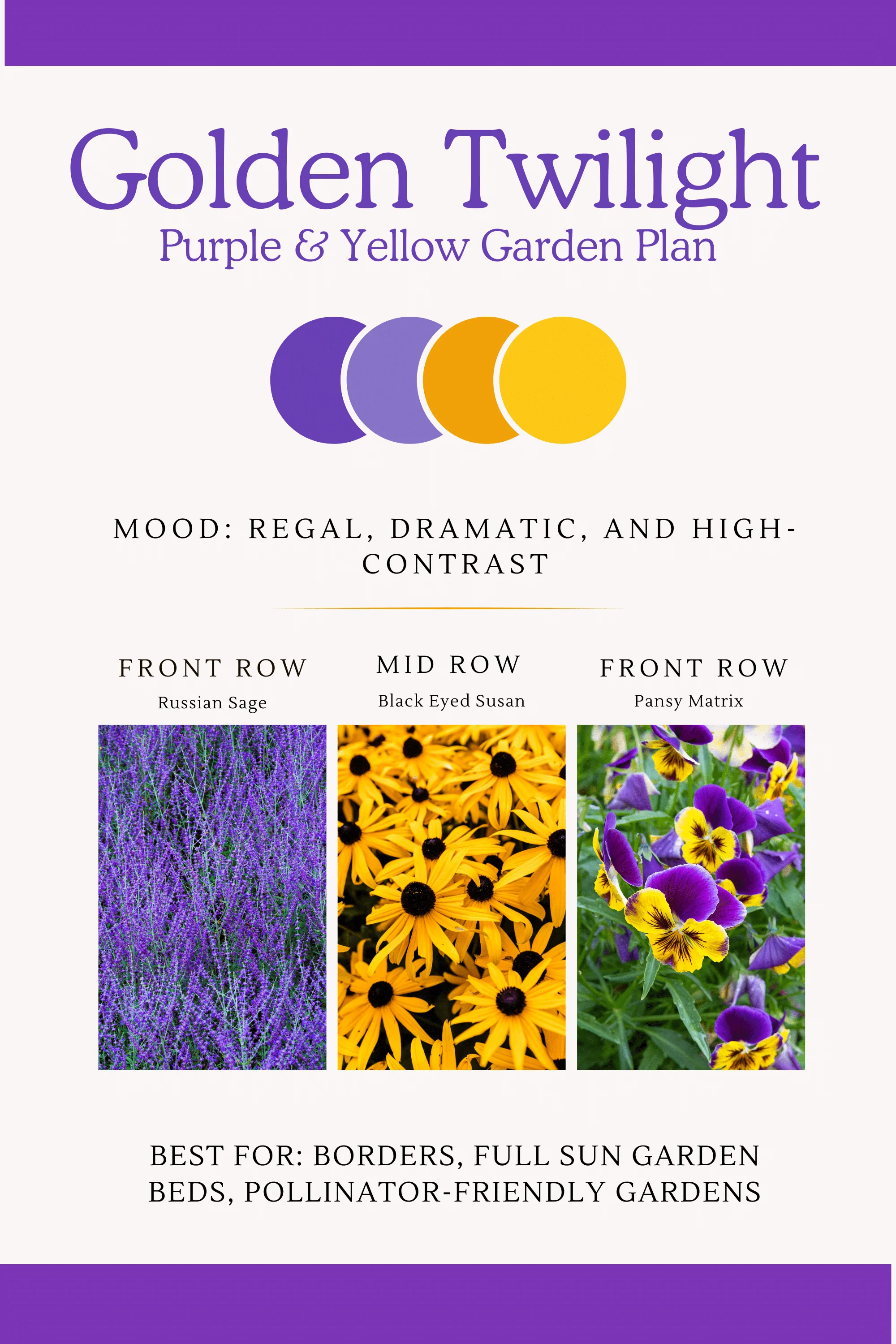 Infographic showcasing purple and yellow perennial flower bed arrangements with a majestic, dramatic, and high-contrast appeal.