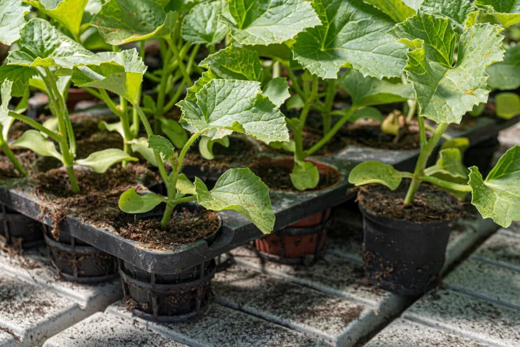 Healthy winter squash seedlings flourishing in nursery trays under optimal indoor conditions. Ensuring the right light and warmth promotes robust transplants.