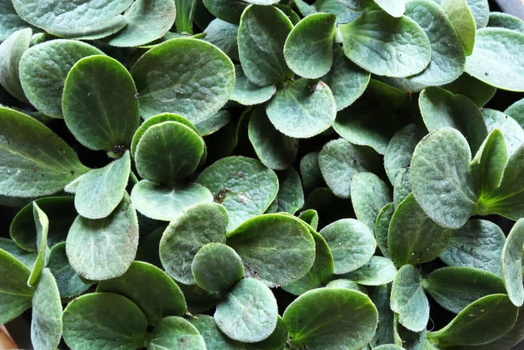 A thick cluster of young winter squash seedlings with round, green foliage. These early leaves assist seedlings in capturing light and developing strength before transitioning outdoors.