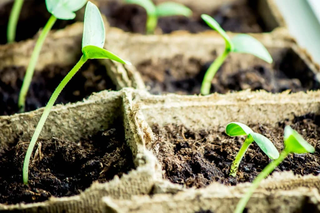 Squash seedlings reaching for light - these plants might become too leggy and not sturdy enough for healthy transplantation. A strong light source is necessary to produce robust seedlings.