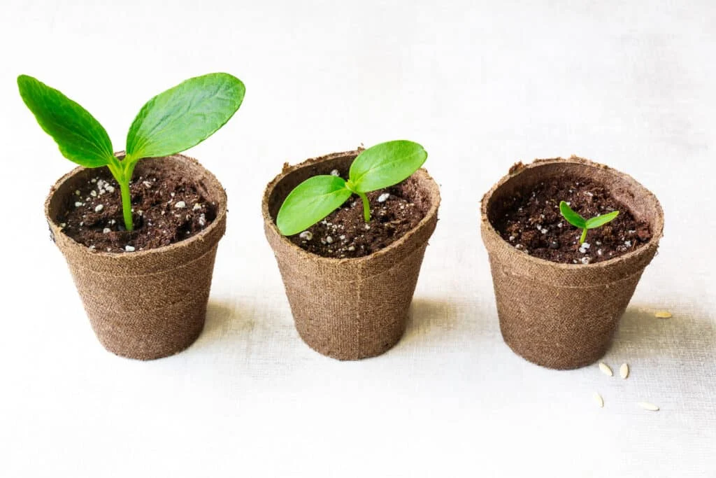 Three winter squash seedlings at various growth stages in biodegradable peat pots. Perfect for initiating seeds indoors before shifting them into the garden.