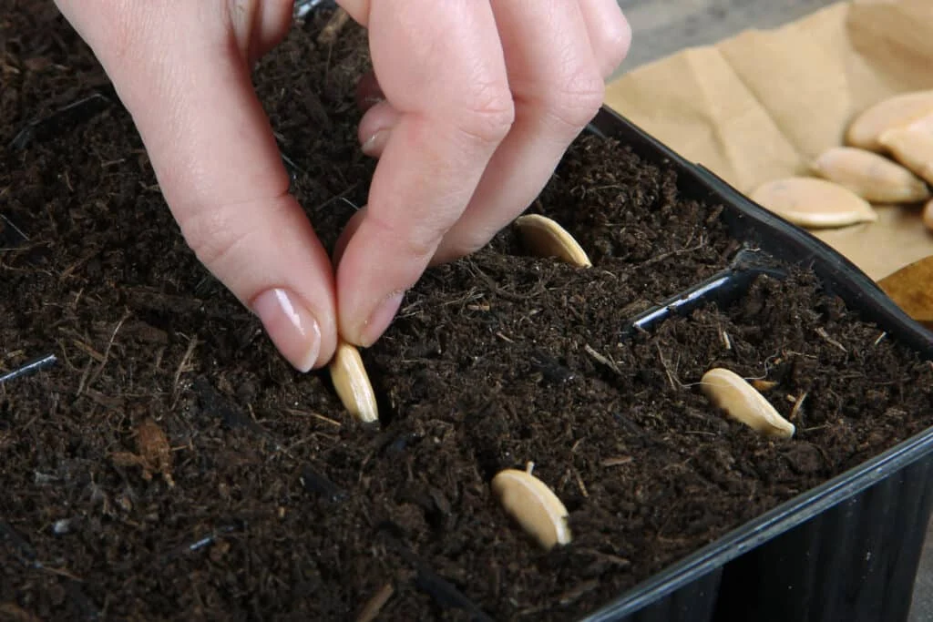 A gardener sowing winter squash seeds in seed trays filled with seed-starting mixture. Correct spacing and depth are crucial for successful germination.
