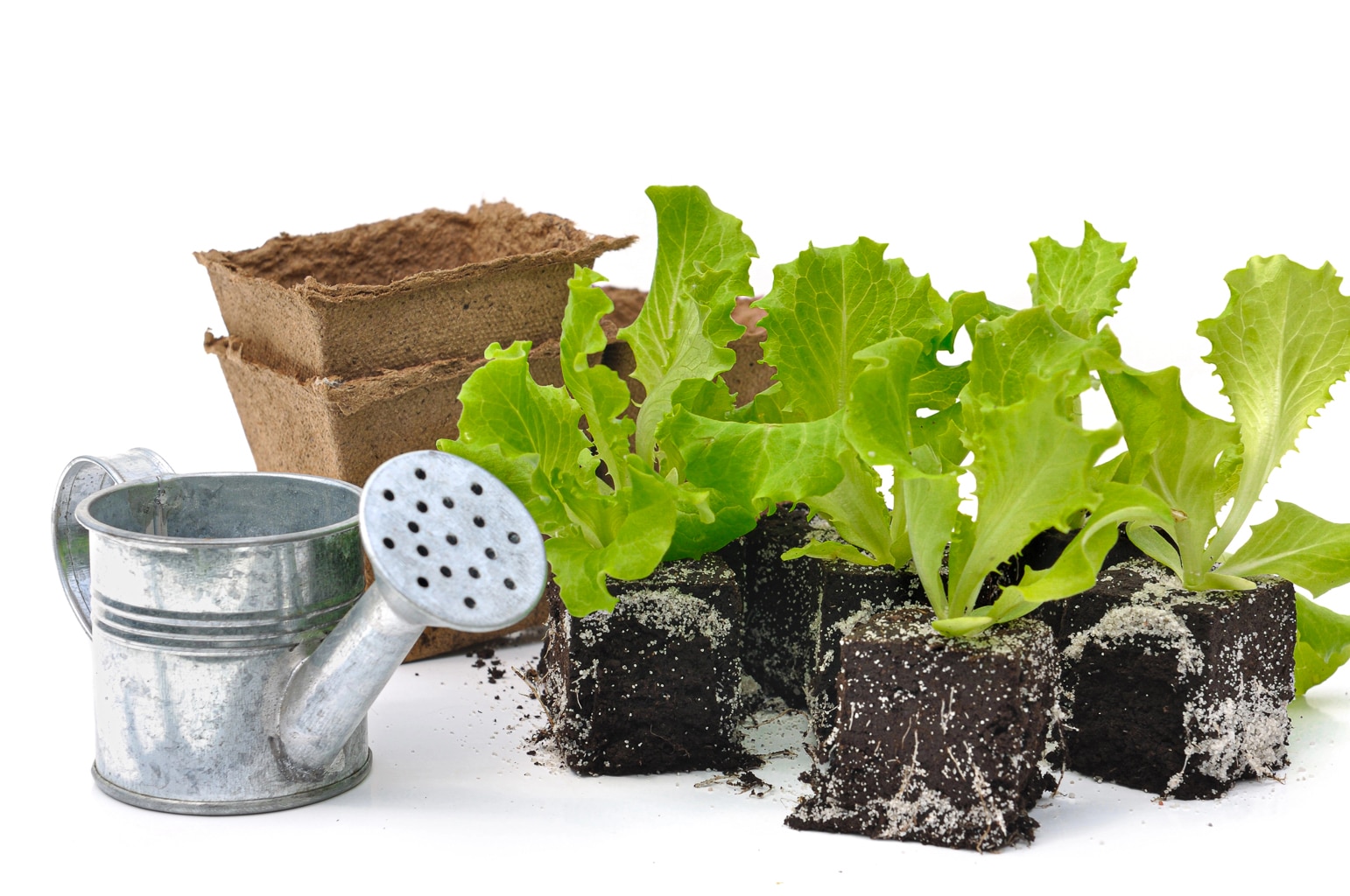 Watering lettuce seedlings in biodegradable pots – A small metal watering can beside newly sprouted lettuce in biodegradable starter pots, emphasizing eco-friendly seed-starting methods.