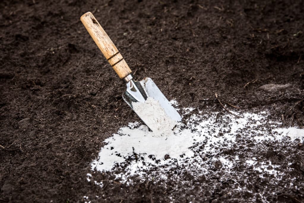 A hand trowel embedded in the soil surrounded by powdered lime.