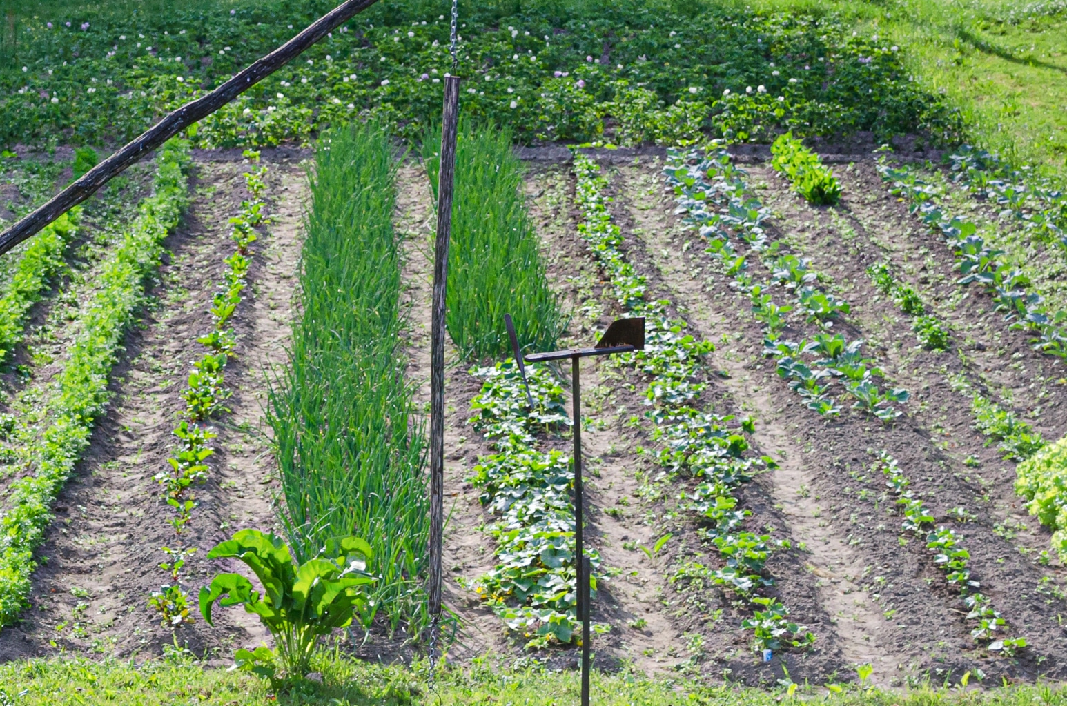 An early row triumph garden in late spring with chives, lettuce and early ripening strawberries.