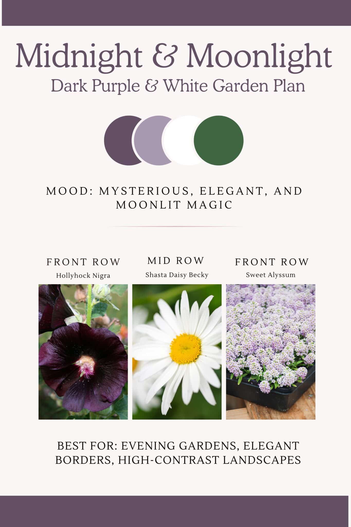 Infographic that illustrates dark purple and white perennial flower bed design with a magical and elegant moonlight atmosphere.
