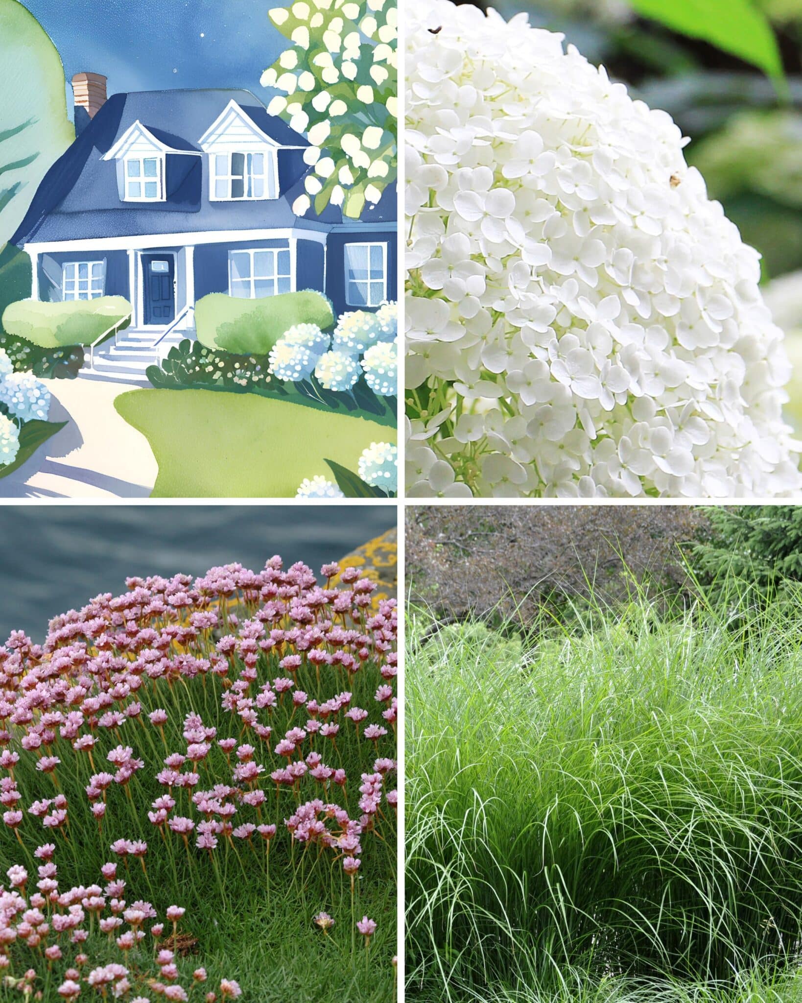 A 4 panel image featuring a watercolor illustration of a navy blue Cape Cod style residence, with the adjacent panels displaying the finest flowers for navy blue homes.