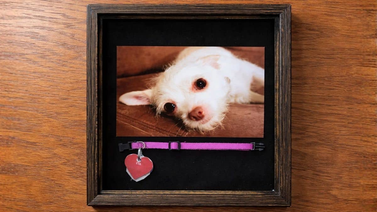 Completed pet memorial shadow box featuring a framed image of a small dog and its collar displayed beneath the photo on a dark backing.