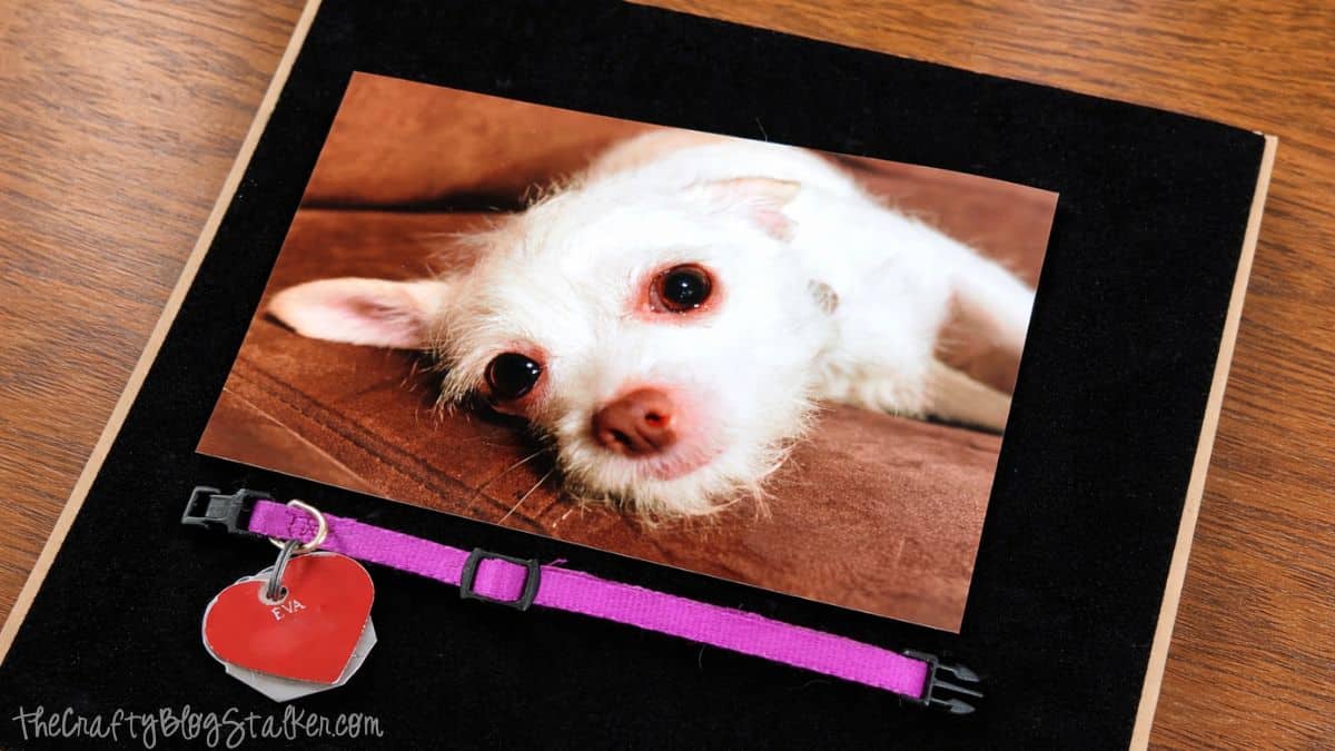 Pet remembrance shadow box layout displaying a printed dog photo mounted on backing with a collar and heart-shaped ID tag positioned beneath it.