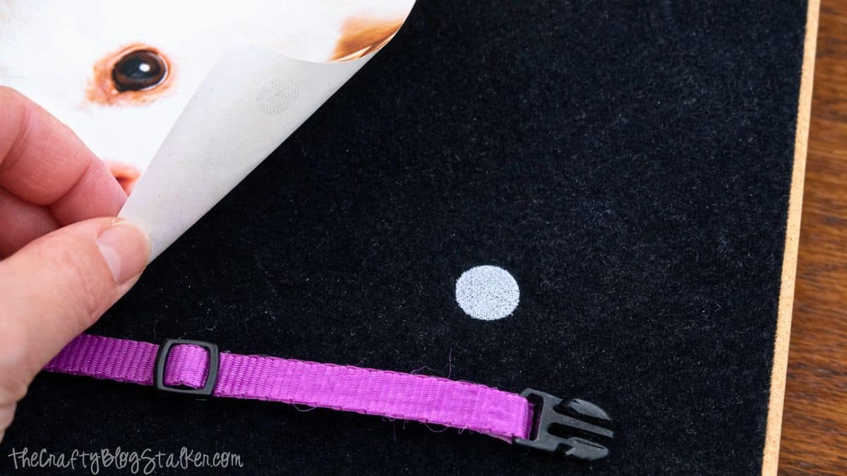 Hand removing adhesive backing from a photograph while affixing it to a shadow box backing with hook-and-loop fasteners and a pet collar nearby.