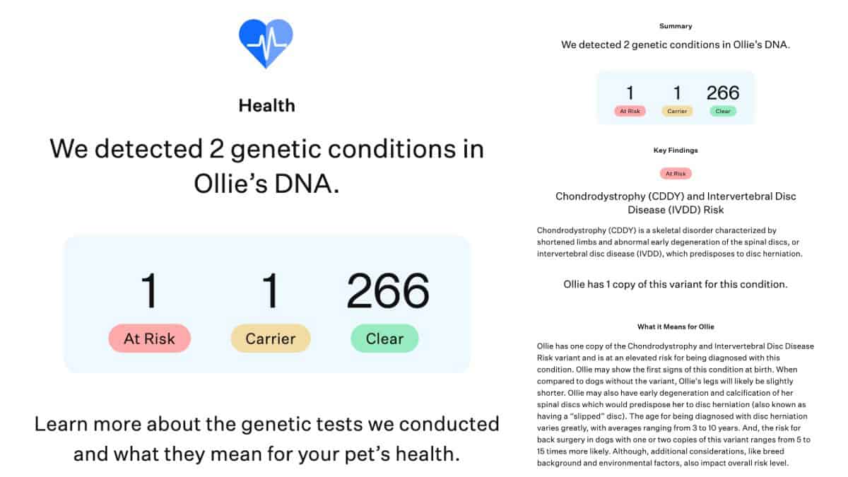 Health report screen displaying Ollie's DNA outcomes with two identified genetic conditions and a summary breakdown of at risk, carrier, and clear findings.