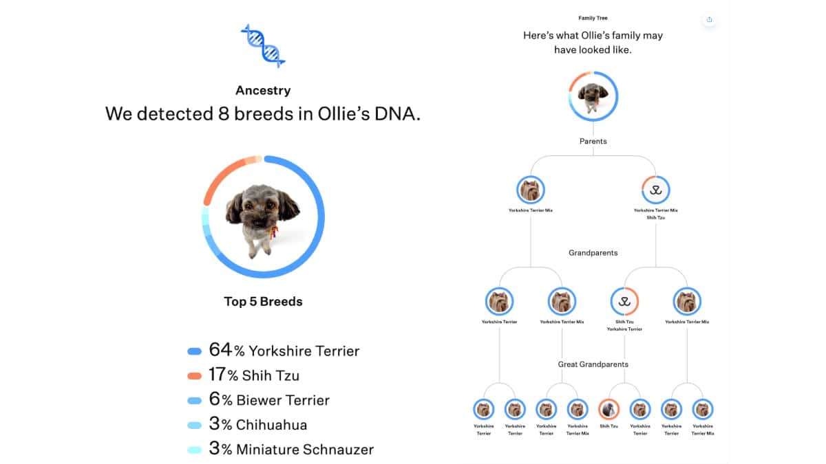 Dog DNA test results screen displaying identified breeds, percentage breakdown, and a family tree diagram showing parents, grandparents, and great-grandparents.