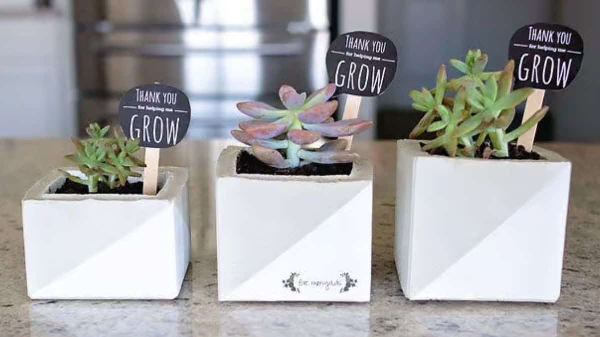 Three petite concrete succulent pots arranged on a countertop, each containing a distinct succulent accompanied by a Thank You Grow plant marker.