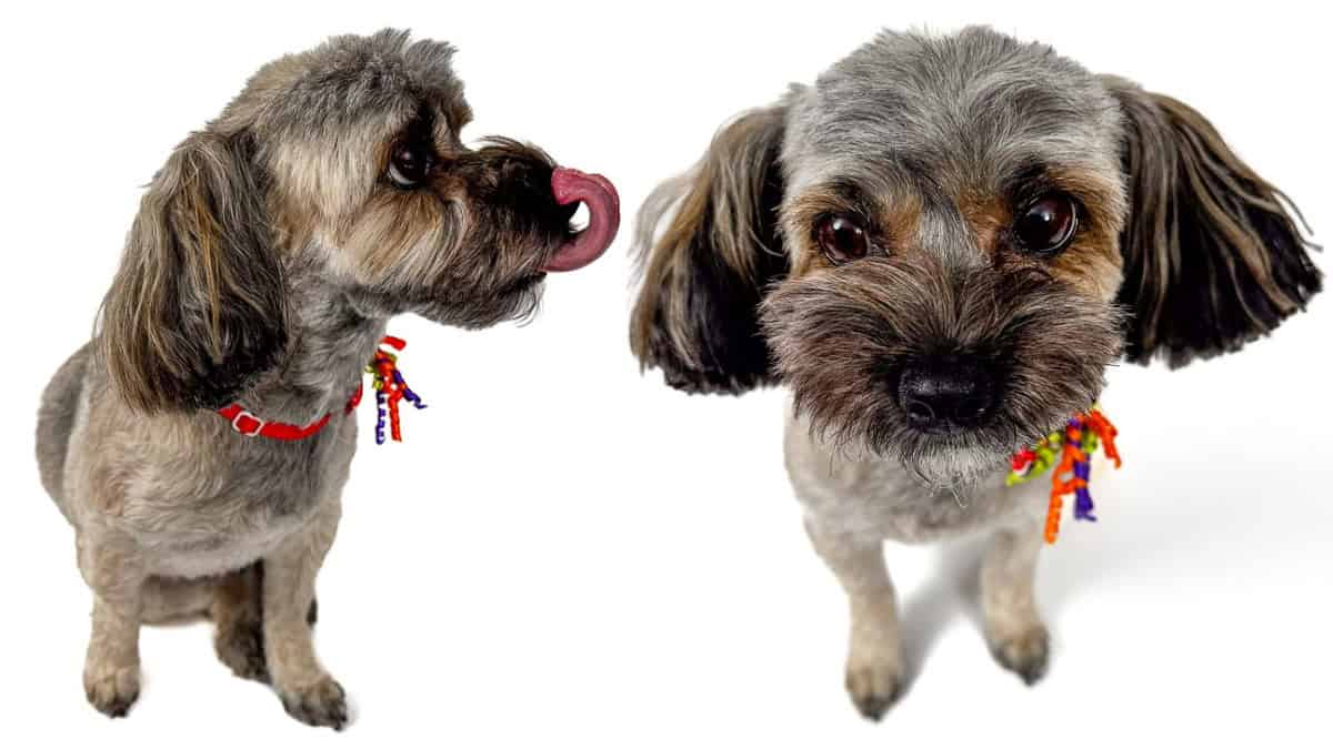 Two studio images of a small mixed-breed puppy, one in profile licking its nose and one facing forward, adorned with a collar featuring colorful tags.