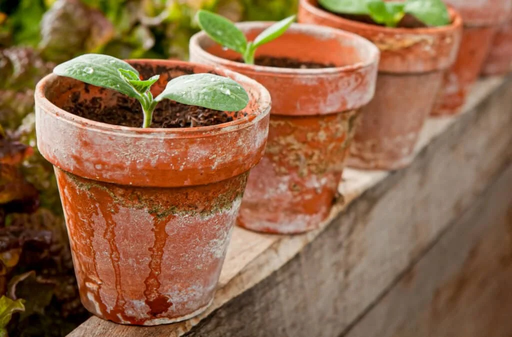 Winter squash seedlings thriving in rustic terracotta containers. Utilizing larger pots from the beginning can avert transplant stress and promote superior root development.