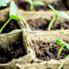 Squash seedlings stretching for the light - these plants may end up being too leggy and not stocky enough for healthy planting.  A robust light source is required to get healthy stocky seedlings.
